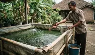 Cara Budidaya Ikan Nila di Kolam Terpal, 7 Langkah Pratis untuk Skala Rumahan