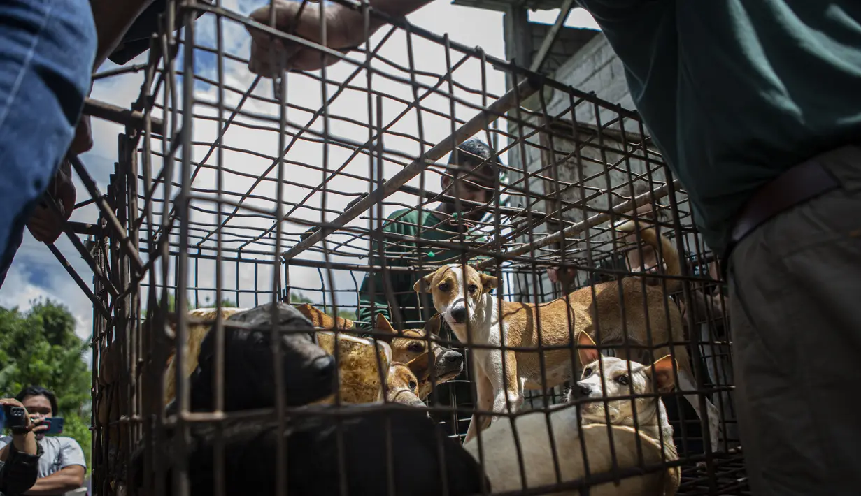 Humane Society International (HSI), kelompok advokasi kesejahteraan hewan, bekerja sama dengan Animal Friend Manado Indonesia (AFMI) membebaskan 21 anjing dan 3 kucing dari rumah potong hewan untuk mengurangi konsumsi daging anjing. (AP Photo/Mohammad Taufan)