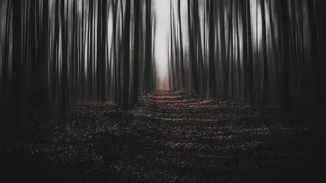 Kepribadian Jalanan Hutan