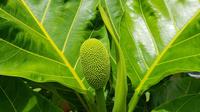 daun sukun  (sumber: Pixabay)