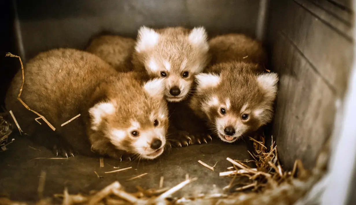 Kebun Binatang Virginia di Norfolk mengumumkan kelahiran panda merah kembar tiga pada 19 Agustus 2019. Dua bayi jantan dan satu betina tersebut lahir pada 18 Juni lalu. (The Virginia Zoo via AP)