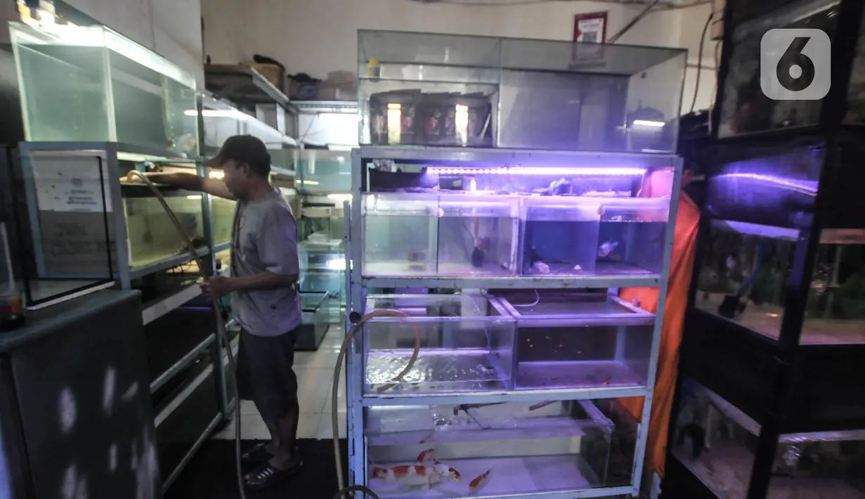 Pedagang saat melakukan perawatan ikan hias di Pasar Ikan Hias Johar Baru, Jakarta Pusat, Senin (30/5/2022). Ekspor ikan hias menyasar pasar Eropa dan negara-negara maju dengan pertumbuhan rata-rata sebesar 6,11 persen dan nilai ekspor ikan hias di Triwulan I 2022 senilai USD8,97 juta. (merdeka.com/Iqbal S. Nugroho)
