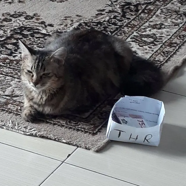 10 Potret Lucu Kucing Ikut Rayakan Lebaran, Sungkem dengan Donatur