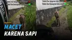 Seekor sapi yang sedang berjalan pelan di sebuah jalan sempit menyebabkan seorang perumpuan terlambat tiba di kampus.