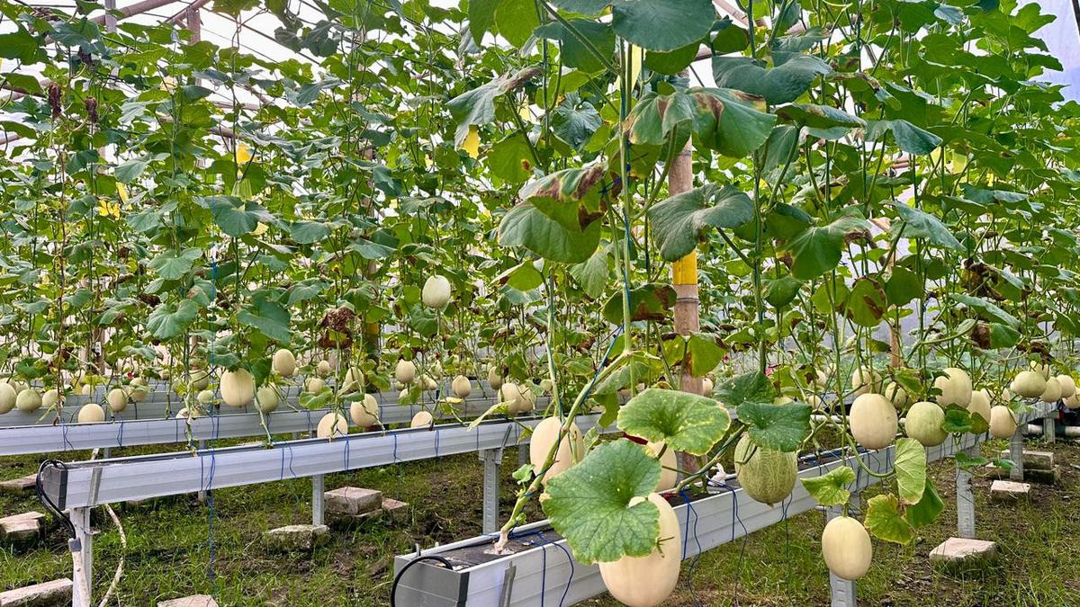 Cara Petani Klaten Panen Melon Agar Kualitasnya Tetap Terjaga