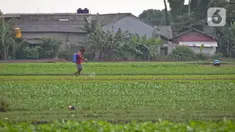 Aktivitas petani sayuran di Jalan Irigasi, Neglasari, Kota Tangerang, Senin (11/7/2022). Para petani sayuran di tempat tersebut menanam sayuran bayam dan caisim yang nantinya akan dijual di Pasar tradisional di Kota Tangerang. (Liputan6 com/Angga Yuniar)