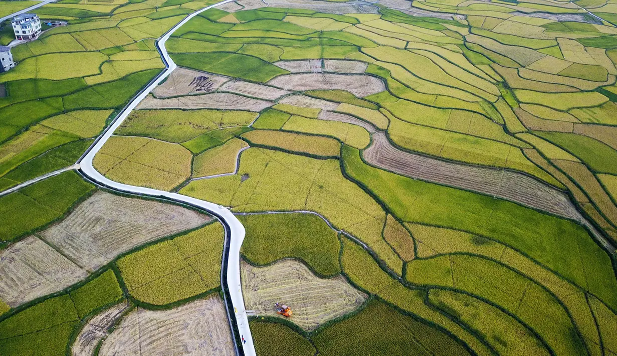 Foto hasil bidikan dari udara yang diabadikan pada 2 September 2020 ini menunjukkan petak-petak sawah di Desa Shanghua di Kota Gaoniang, Wilayah Tianzhu, Prefektur Otonom Etnis Miao dan Dong Qiandongnan, Provinsi Guizhou, China barat daya. (Xinhua/Yang Wenbin)
