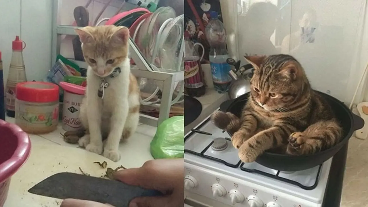 6 Aksi Lucu Kucing di Dapur Ini Curi Perhatian, Bikin Gemas