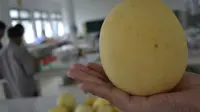 UGM Ciptakan Melon Unik Seukuran Granat 