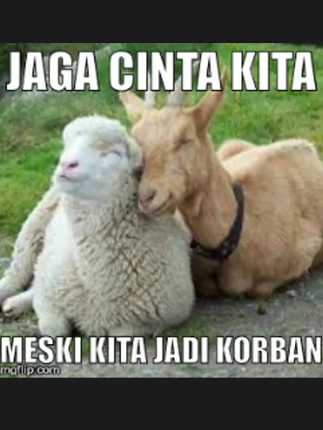 Meme Hewan Kurban Santai
