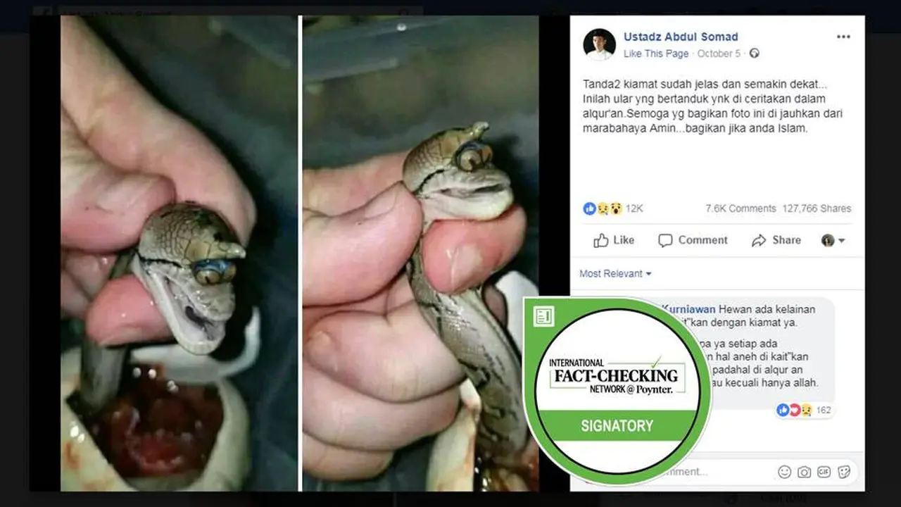 Cek Fakta - Ular Bertanduk