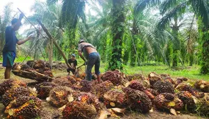 Peremajaan Sawit Rakyat Bisa Kerek Produksi CPO Buat B50