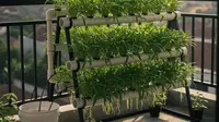8 Model Kebun Sayur Rumahan Ala Anak Kos yang Jarang Nyiram: Solusi Praktis Panen Sayuran Segar