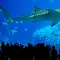6 Aquarium Terbesar di Dunia yang Wajib Masuk Daftar Kunjungan