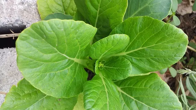 Ilustrasi Sawi Hijau