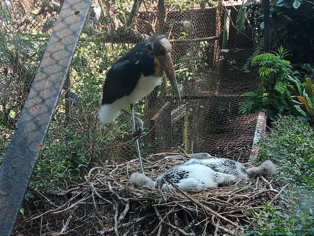 Burung Bangau Tong Tong Jenis Fauna Indonesia