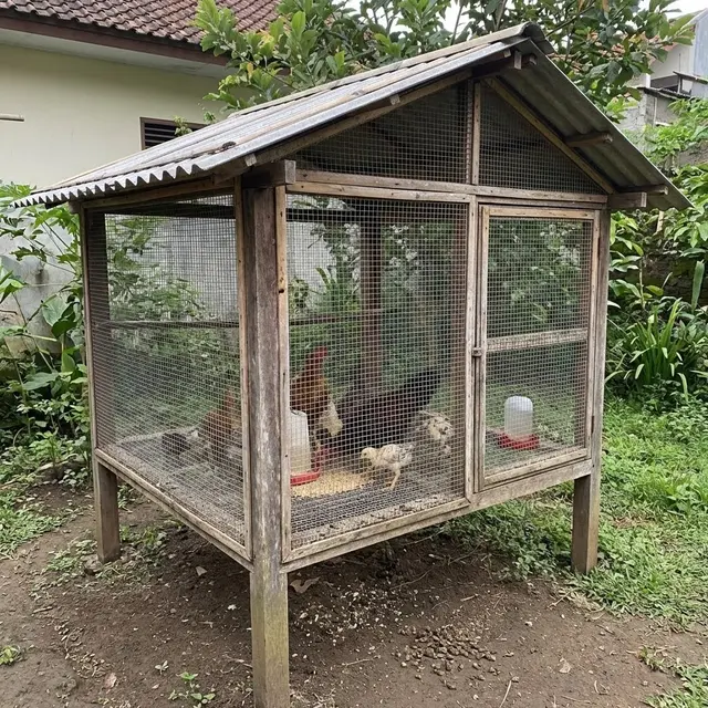 Kandang Ayam Minimalis/Sederhana