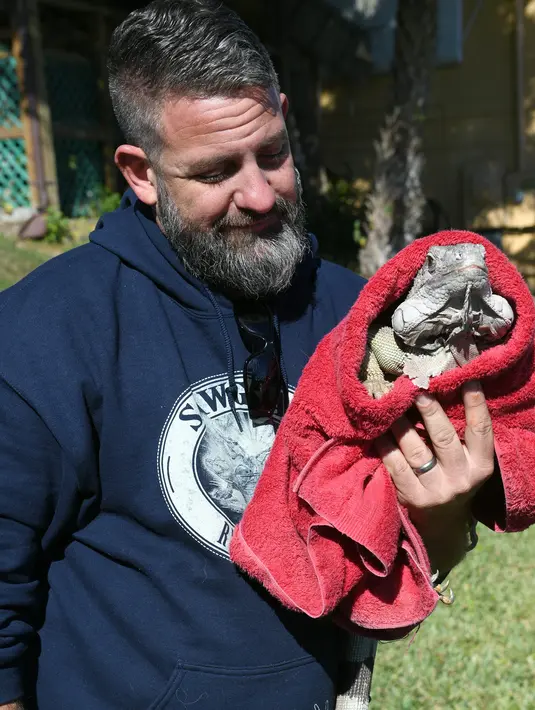 Seekor iguana yang kaku digendong petugas dengan selimut di Taman Nasional Everglades, Florida selatan, 6 Januari 2018. Suhu dingin dilaporkan anjlok hingga berkisar minus 0 - 50 derajat Celcius meluas di kawasan pesisir timur Amerika Serikat. (AP Photo)