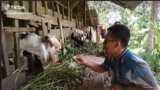 Viral Kambing Ini Ngerti Bahasa Manusia, Anggukan Kepala saat Ditanya