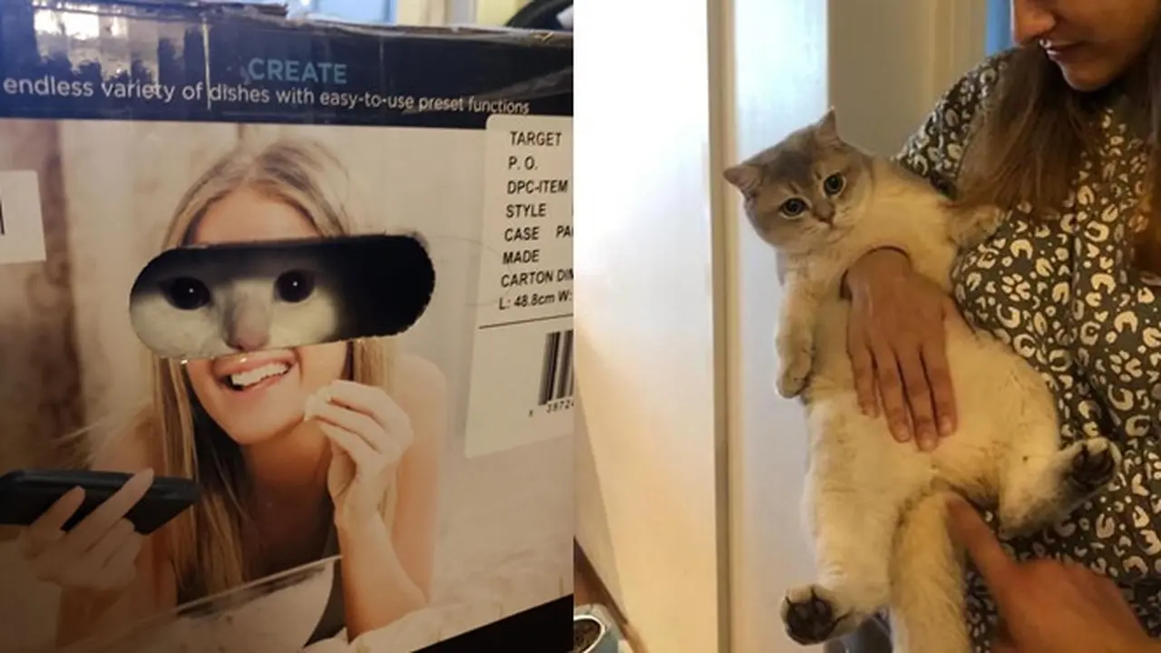 6 Ilusi Optik Kucing dengan Cewek Ini Bikin Lihat Dua Kali, Ada yang Aneh
