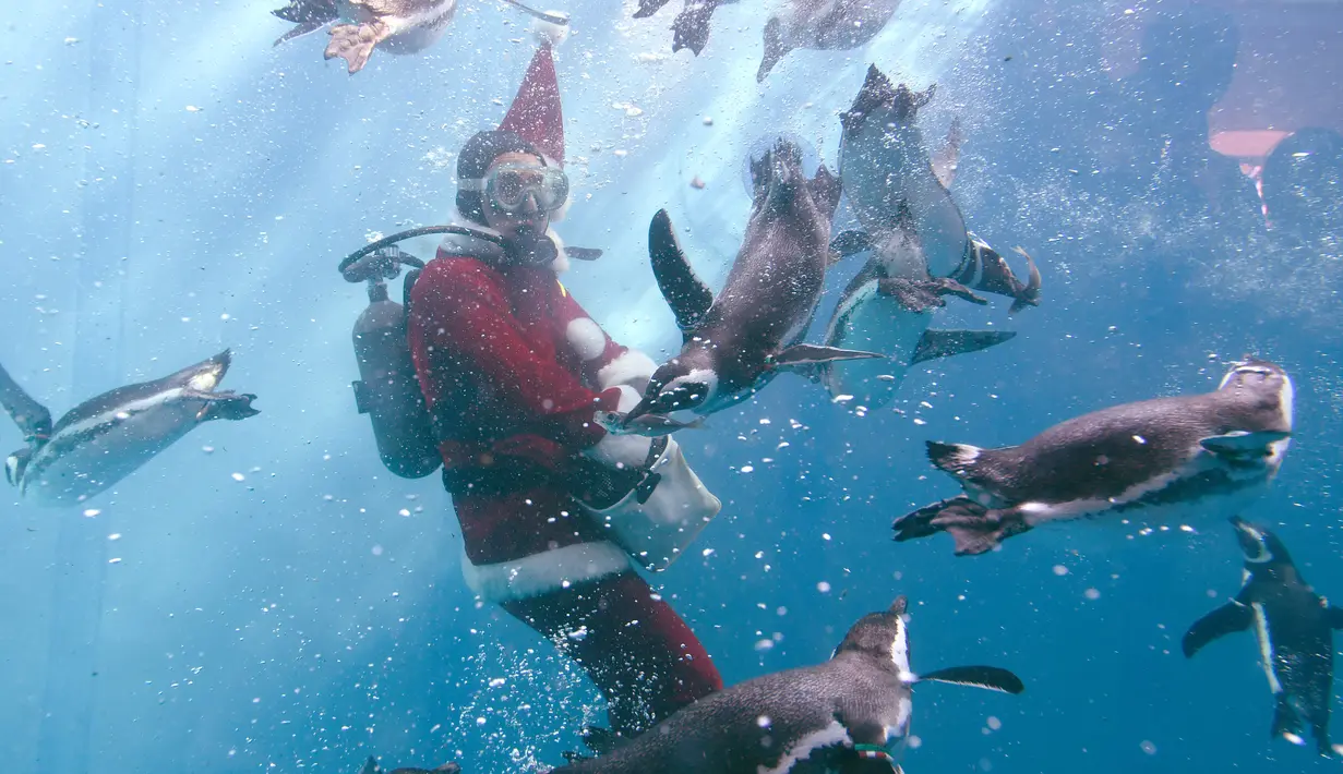 Seorang pria mengenakan kostum Santa Claus berenang sambil memberi makan penguin Magellan di Hakkeijima Sea Paradise di Yokohama (11/11). (AFP Photo/Toshifumi Kitamura)