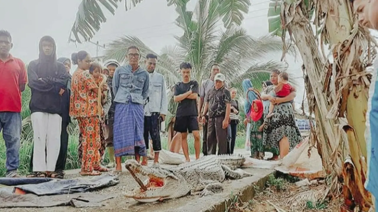 Buaya mati dengan kondisi mulut dibuka menjadi tontonan warga di Kabupaten Rokan Hilir.
