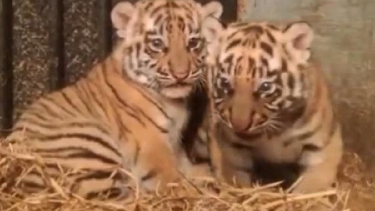 Hore! 2 Bayi Mungil Harimau Benggala Lahir, Bandung Zoo Punya Penghuni Baru