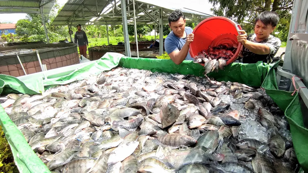 Peningkatan permintaan ikan hasil budi daya