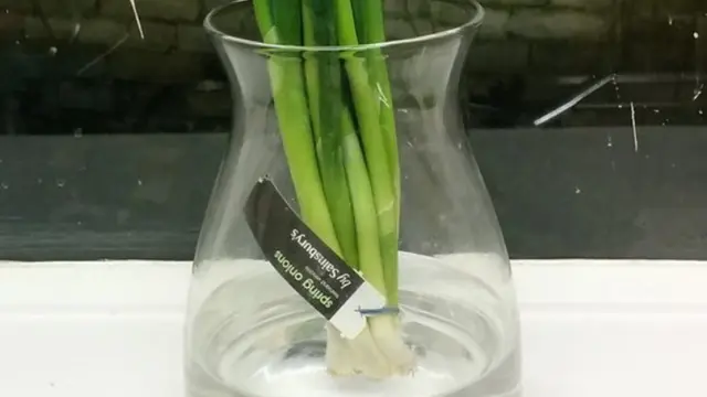 Daun bawang