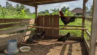 6 Panduan Ternak Ayam Kampung di Lahan 1x2 Meter, Bisa Panen dalam 3 Bulan