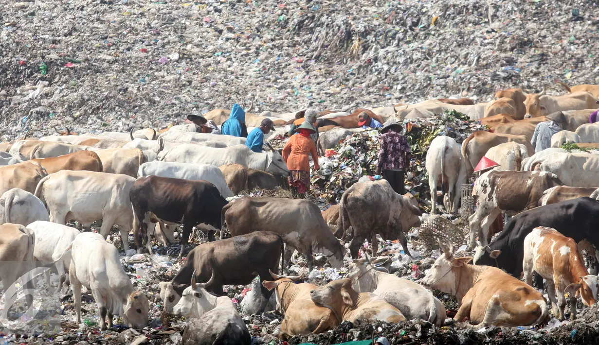 Sejumlah pemulung mengumpulkan sampah bersama dengan puluhan ekor sapi di TPA Piyungan, Yogyakarta, Sabtu (11/6). Sapi di TPA tersebut tidak layak di konsumsi karena memiliki kandungan logam yang tinggi. (Liputan6.com/Boy Harjanto)