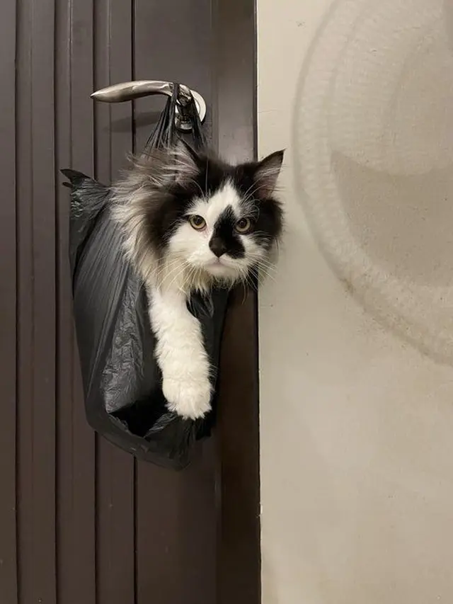 10 Potret Lucu Kucing di Dalam Tas Kresek, Ekspresinya Bikin Kasihan