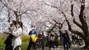 Para pengunjung yang mengenakan masker berjalan di bawah bunga sakura yang mekar penuh di Seoul, Korea Selatan, 10 April 2022. (AP Photo/Lee Jin-man)