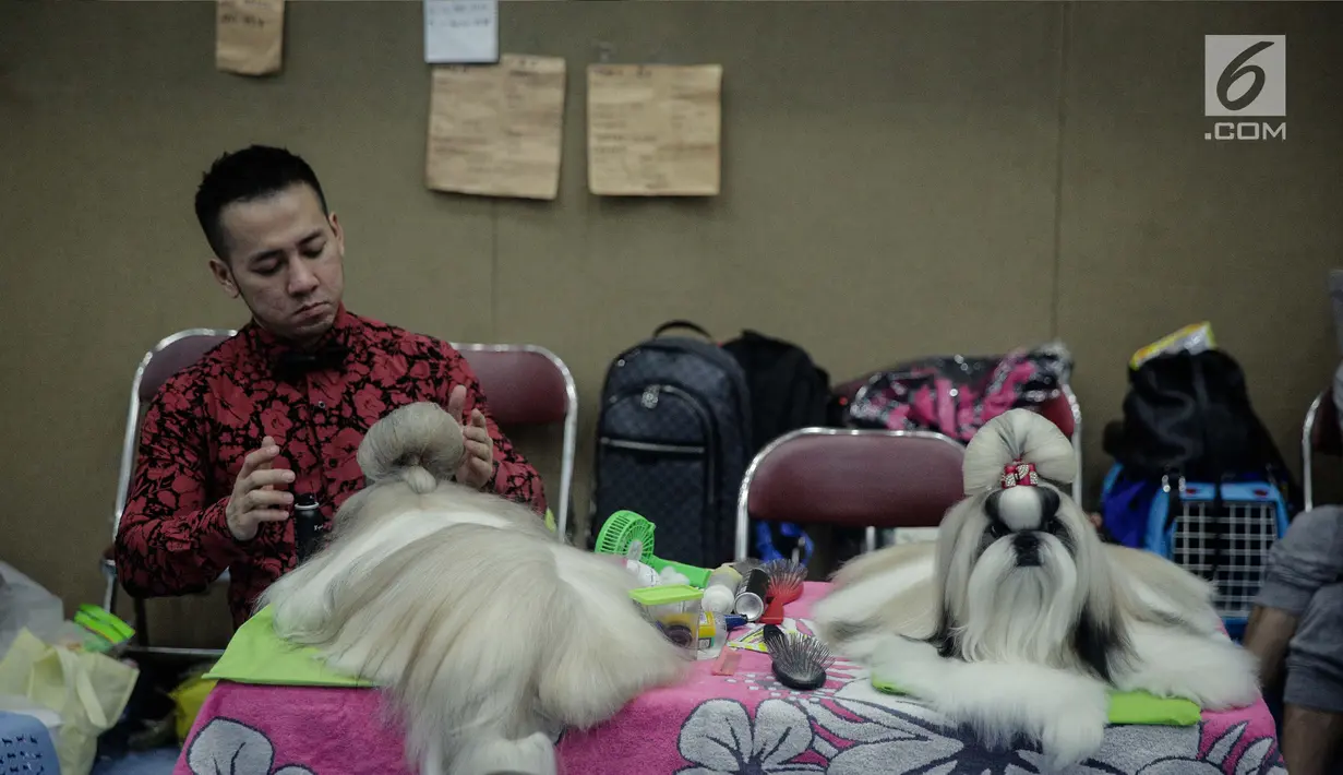 Peserta menata bulu anjing mereka saat mengikuti kontes anjing "CAC International Dog Show 2018" di Ecovention, Ancol, Jakarta, Minggu (4/2). Kegiatan ini bertujuan untuk menjalin silaturahmi bagi penggemar anjing peranakan. (Liputan6.com/Faizal Fanani)