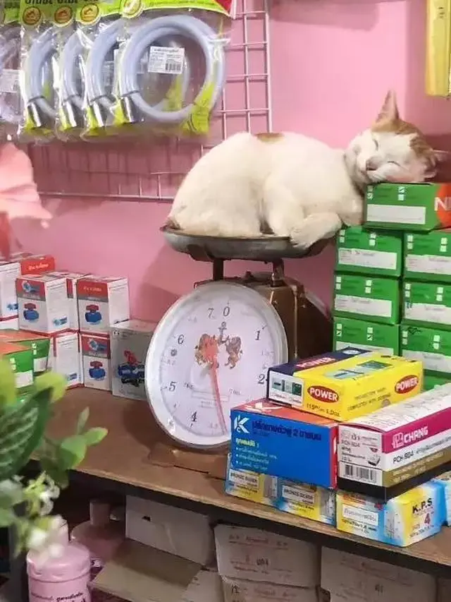 12 Potret Nyeleneh Kucing Tidur di Sembarang Tempat Ini Bikin Gemas