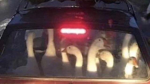 Kumpulan Potret Mobil yang Disulap Jadi Angkutan Hewan Ternak (ist)