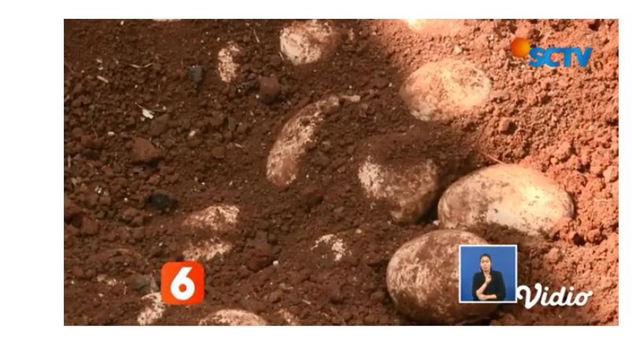 Puluhan telur yang ditemukan petugas UPK Badan Air Dinas Lingkungan Hidup Jakarta Utara