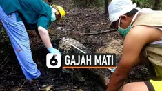 Seekor gajah Sumatera menjadi korban perburuan liar. Ia ditemukan mati di Riau dalam kondisi mengenaskan, yakni tanpa gading dan kepala.