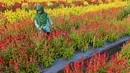 Seorang tukang kebun menyirami celosia di kebun bunga di Panga, provinsi Aceh, 27 Januari 2019. Taman bunga yang membentuk pola warna-warni seperti dinegara-negara Eropa tersebut baru dibuka pada 1 Januari 2019 untuk umum. (CHAIDEER MAHYUDDIN/AFP)