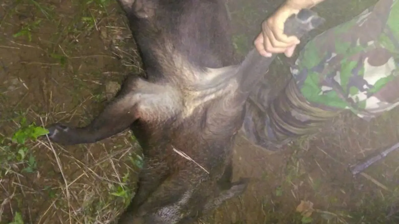 Serangan babi hutan