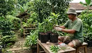 Cara Stek Alpukat yang Benar agar Cepat Berakar dan Tumbuh Subur
