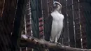 Seekor elang betina Filipina bernama Sambisig terlihat di Jurong Bird Park di Singapura,  Rabu (27/11/2019).  Burung elang ini memiliki lebar sayap hampir mencapai 2 meter.  (AFP Roslan Rahman)