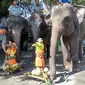 Gajah sarapan tumpeng rayakan ulang tahun Gembiraloka (Liputan6.com / Switzy Sabandar)