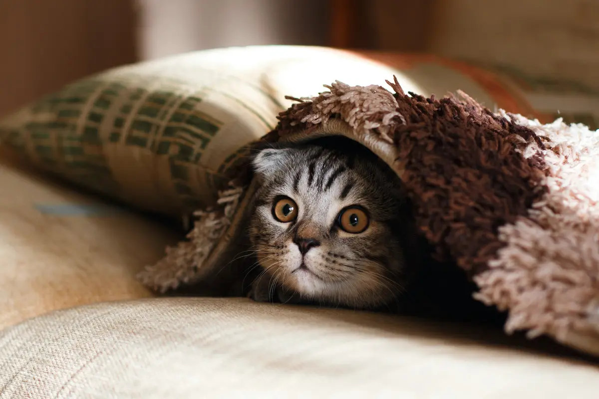 Kucing - Vania