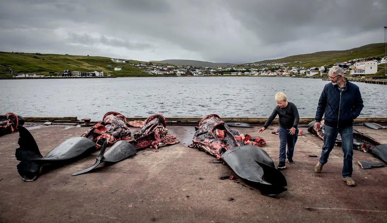 Seorang pria dan anak-anak berjalan di antara paus pilot di dermaga di Jatnavegur, dekat Vagar, Kepulauan Faroe, Denmark, Rabu (22/8). Paus pilot menyumbang 30 persen total produksi daging lokal di Faroe. (MADS CLAUS RASMUSSEN/RITZAU SCANPIX/AFP)