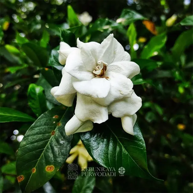 Kebun Raya Purwodadi