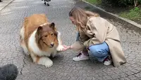 Seorang pria Jepang bernama Toco menggunakan kostum anjing berjenis Rough Collie. (dok. Tangkapan layer Youtube @I_want_to_be_an_animal/https://www.youtube.com/watch?v=MA4UhxfTwVk/Farel Gerald)