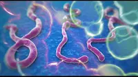 Ilustrasi Virus Ebola (Istimewa)