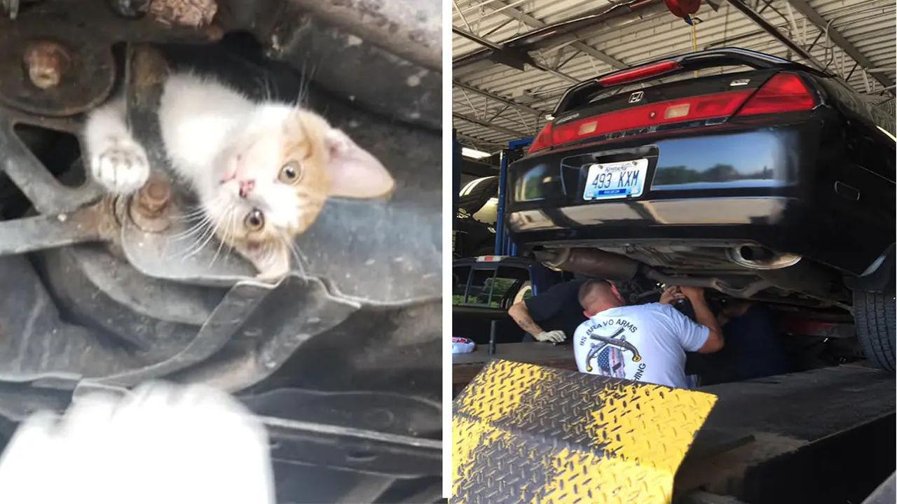 Montir Selamatkan Kucing yang Tersangkut di Bawah Mobil