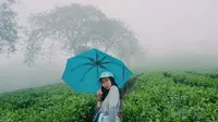 Kebun Teh Wonosari Malang (dok.Instagram@rifdhaharosy_/https://www.instagram.com/p/BeK6o8SAymx/Devita Nur Azizah